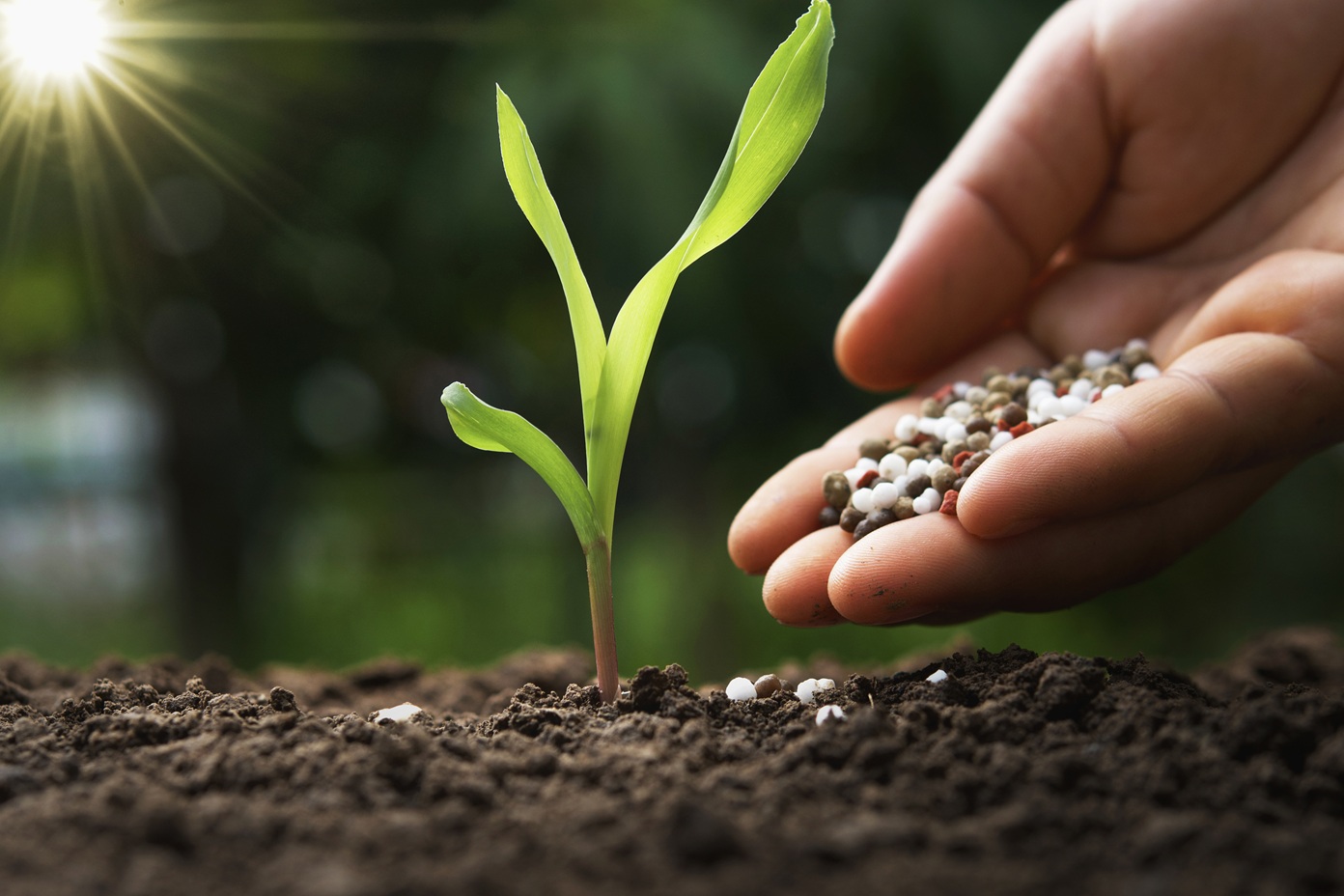 La mano de un agricultor está vertiendo fertilizantes químicos para el maíz joven en la granja